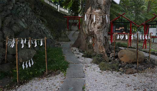 山名八幡宮境内の陰陽木と陰陽石