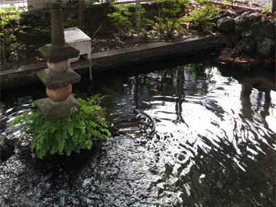 品川区南大井の水神社境内の池