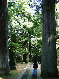 中山神社の大杉