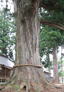 早稲田の白山神社境内の巨木