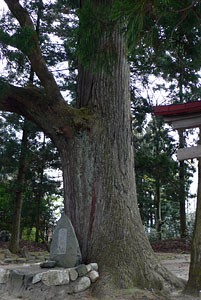 関川村打上の稲荷神社境内の杉