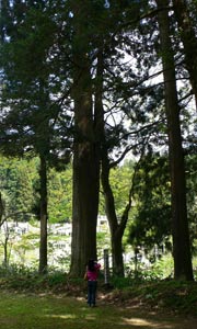 綱木熊野・春日神社の大杉