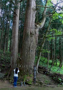 古岐の若宮八幡社境内の杉の巨樹