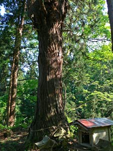 若宮八幡神社境内の杉の巨木
