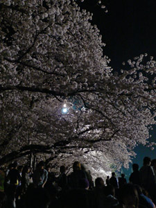 内野小学校の夜桜