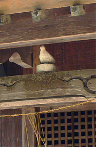西村八幡宮拝殿の鳩