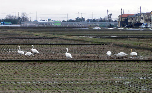 水田で餌をついばむ白鳥