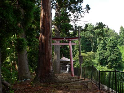 長岡市川口荒屋の二荒社の鳥居と杉の巨木