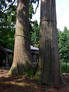 長岡市川口荒屋の二荒社の杉の巨木