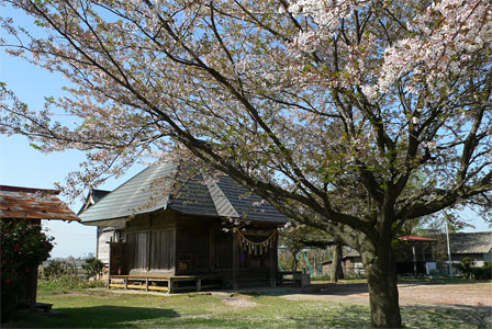 聖籠町藤寄の神明宮境内の桜