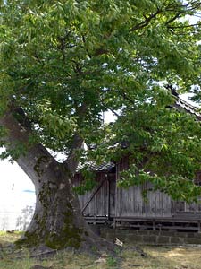 小須戸の北山神社境内の巨木