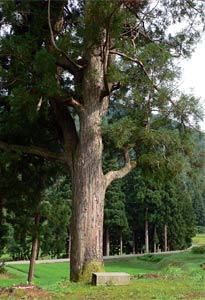南魚沼市一之沢の十二神社境内の巨木