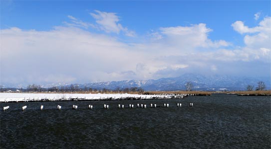 雪晴れの福島潟