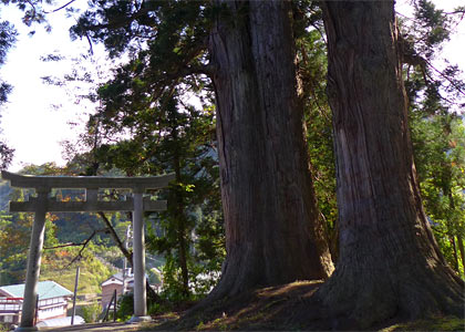 広神村小平尾の諏訪社境内の二本杉