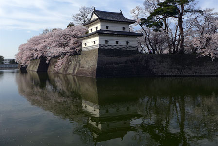 新発田城二ノ丸隅櫓と満開の桜