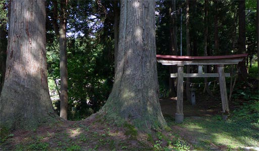 上越市大島区牛ヶ鼻の諏訪神社境内の大杉