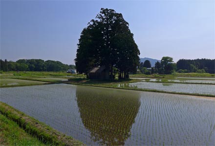 関川村若山の山神社遠景