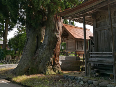 三条市名下の熊野神社境内の大杉