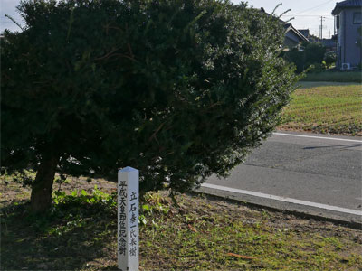 五泉市下条の諏訪神社境内の記念樹
