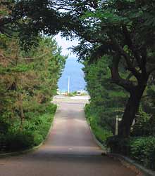 松林の向こうに日本海