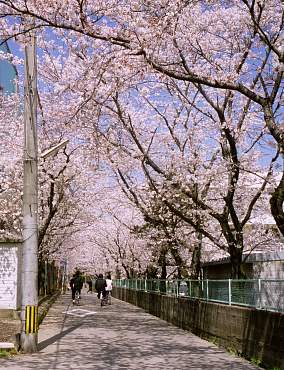 上野丘高校桜並木
